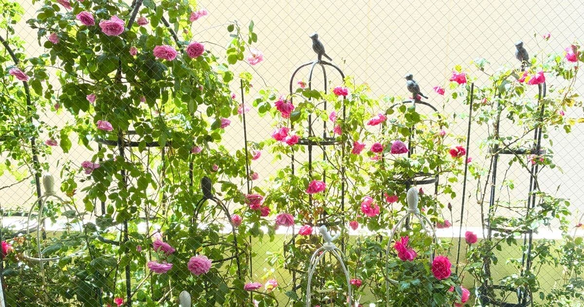 ピンクの花を咲かせた数本のバラは、5月の金網フェンスに沿って伸び、その流れは黒い鳥の飾りを乗せた金属製のトレリスによって整えられる。.